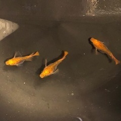 良血統メダカ種類多数！200円〜2000円おまけ付の画像