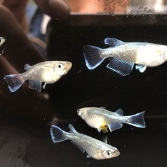 良血統メダカ種類多数！200円〜2000円おまけ付の画像