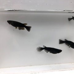 良血統メダカ種類多数！200円〜2000円おまけ付の画像