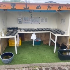 里山めだか無人販売所　ミジンコ•エビ　4/18出店