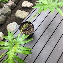 セローム② 観葉植物　庭木　ガーデン