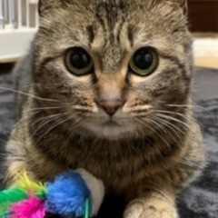 にゃん生を幸せにしてください💞🐈🐈