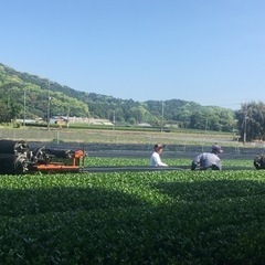 お茶・野菜収穫スタッフ大募集(^○^)！の画像