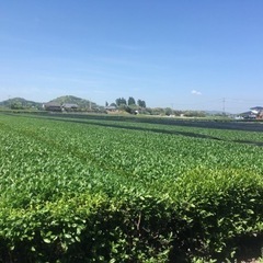 お茶・野菜収穫スタッフ大募集(^○^)！の画像