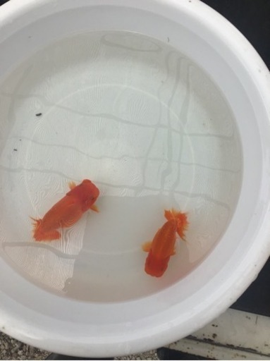 らんちゅうペア明け2歳　金魚　決まりました