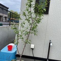 蝋梅の木、無料で譲ります