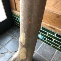 サルスベリ　原木　バトニング棒　キャンプ　インテリアの画像