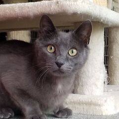 グレーの猫（オス）生後６～１０ヶ月位の里親募集。※募集を一時中止...