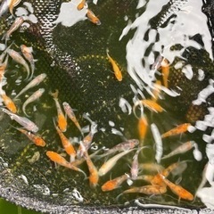 三色非透明鱗メダカ　選外　10匹　1000円の画像