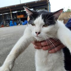 里親募集　1歳オス　2歳メス