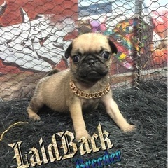 LaidBack パグ♀ 日曜日まで‼️