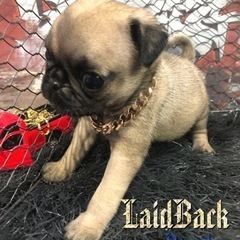 LaidBack パグ♀日曜日まで‼️