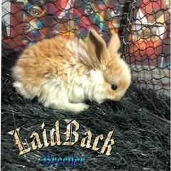 超大特価‼️大売出し‼️  ホーランド・ロップ🐰No.1