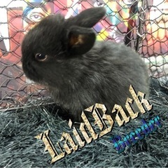 超大特価‼️大人気‼️ ホーランド・ロップ🐰　No,2