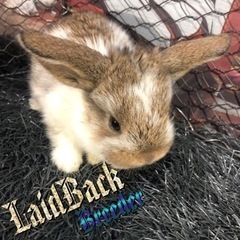 大特価‼️今回限り‼️ ホーランド・ロップ🐰No,3