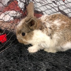 大特価‼️今回限り‼️ ホーランド・ロップ🐰No,3 - 柏市