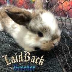 超大特価‼️ ホーランド・ロップ🐰No,4