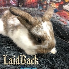 大特価‼️ホーランド・ロップ🐰No,5