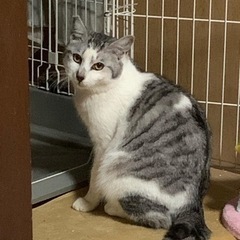 サバ白のもじもじ銀ちゃん　一旦休止 - 市川市