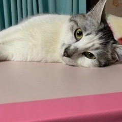 サバ白のもじもじ銀ちゃん　一旦休止 - 猫