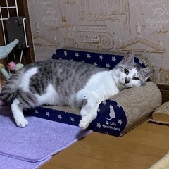 サバ白のもじもじ銀ちゃん　一旦休止 − 千葉県