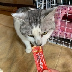 サバ白のもじもじ銀ちゃん　一旦休止 - 里親募集