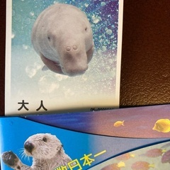 鳥羽水族館(大人)チケットお譲りします。