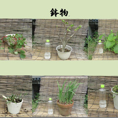 【受付休止中】❀園芸用の草花・植木❀　差し上げます！の画像