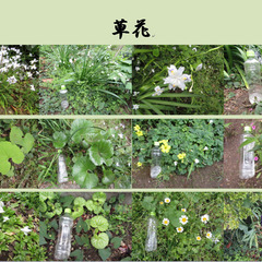 【受付休止中】❀園芸用の草花・植木❀　差し上げます！の画像