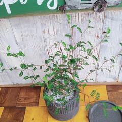 【観葉植物】　ソフォラ リトルベイビー受皿付の画像