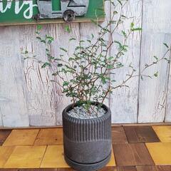 【観葉植物】　ソフォラ リトルベイビー受皿付