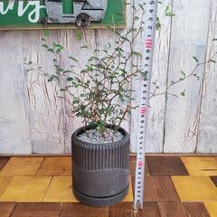 【観葉植物】　ソフォラ リトルベイビー受皿付の画像