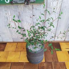 【観葉植物】　ソフォラ リトルベイビー受皿付の画像