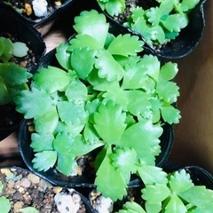 子宝草🍀.｡.:*･'(*ﾟ▽ﾟ*)'･*:.｡.