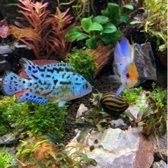 アクアリウム　熱帯魚　ブルーデンプシー