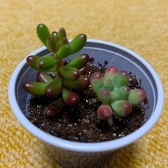 多肉植物①