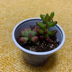 多肉植物①の画像