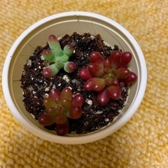 多肉植物②の画像