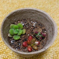 多肉植物③の画像