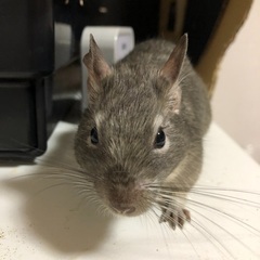 デグー　オス　生後8ヶ月前後