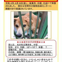 緊急！タイムリミット！　迷子犬の飼い主さんを探しています。