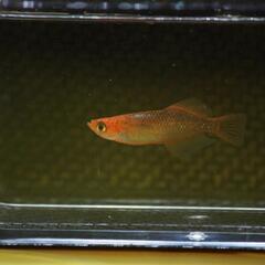 紅薊 めだか   ヒカリ体型 ペア メダカ みゆき 水槽 熱帯魚