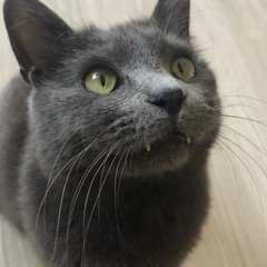人が大好きな猫君です( ¨̮ )