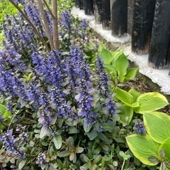ガーデニング友達募集🌷