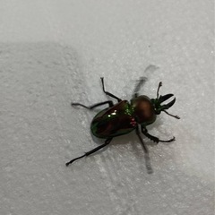 クワガタ　成虫、幼虫など色々