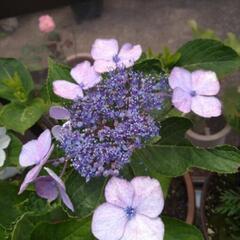 ガクアジサイ 抜き苗(1m大苗)