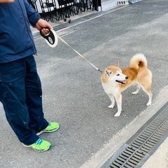 柴犬８歳の男の子♡可愛がってあげて下さい