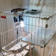 爬虫類飼育者のお友達が欲しい🥺 - 和歌山市