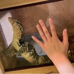 爬虫類飼育者のお友達が欲しい🥺 - 友達