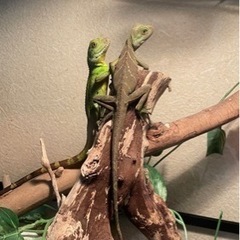 爬虫類飼育者のお友達が欲しい🥺 - メンバー募集